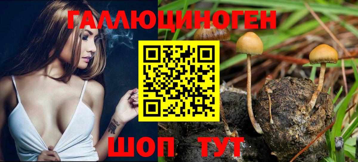 Чайковский  Псилоцибиновые грибы Psilocybe  Вход с VPN 
